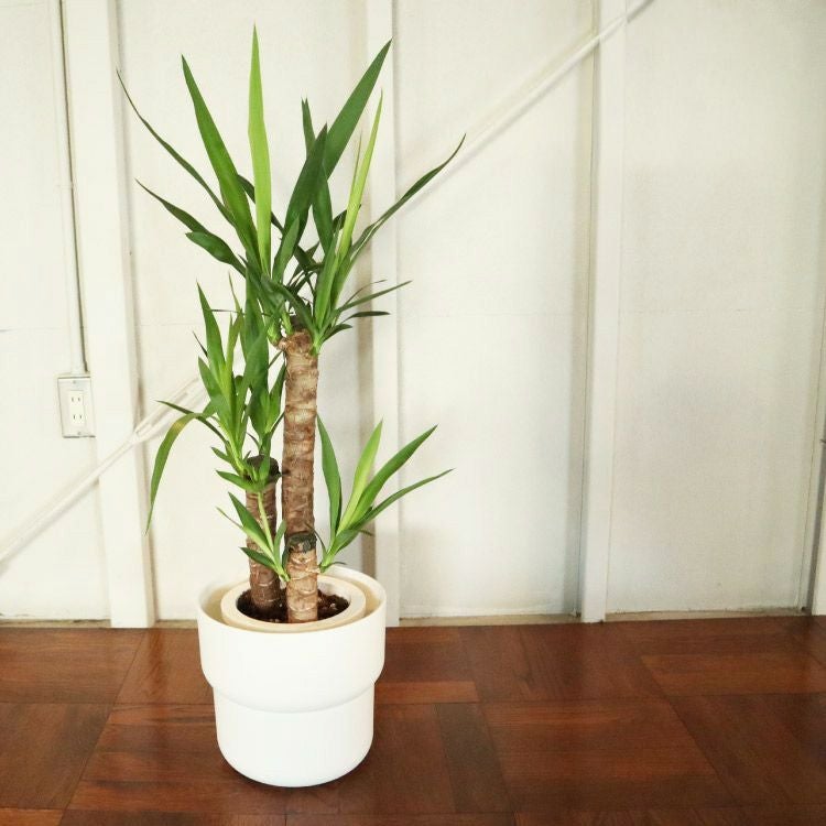 観葉植物 ユッカ 7号鉢 + IKEA フォーレンリグ 鉢カバー FKTK | Flower
