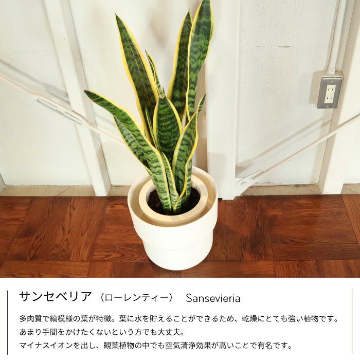 観葉 サンスベリア 7号鉢 + IKEA フォーレンリグ 鉢カバー FKTK