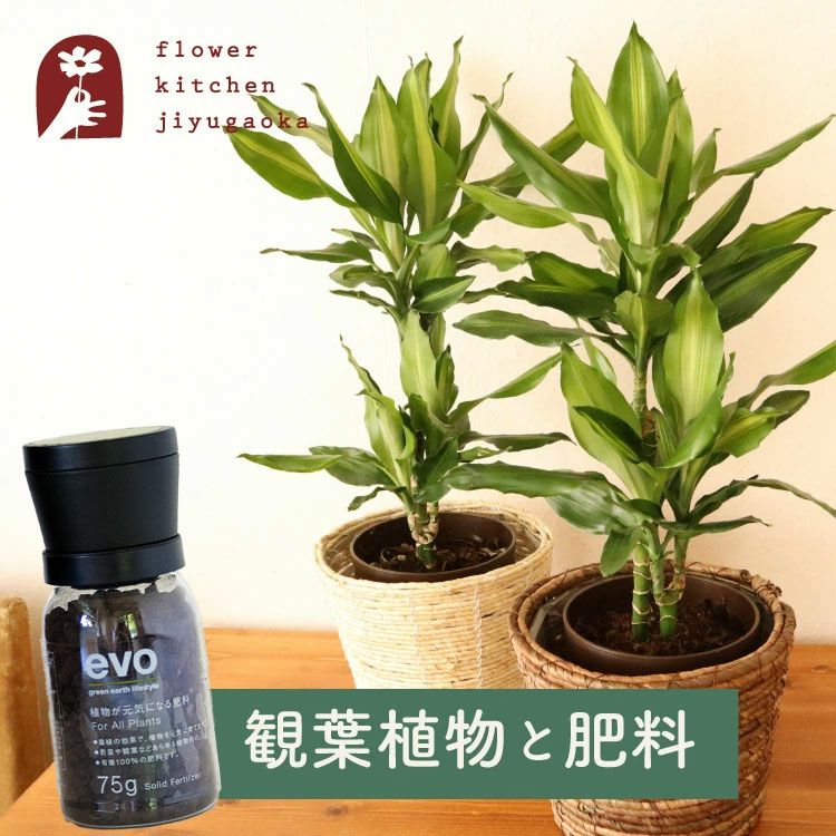 ドラセナジェレ6＆evo植物が元気になる肥料 85g