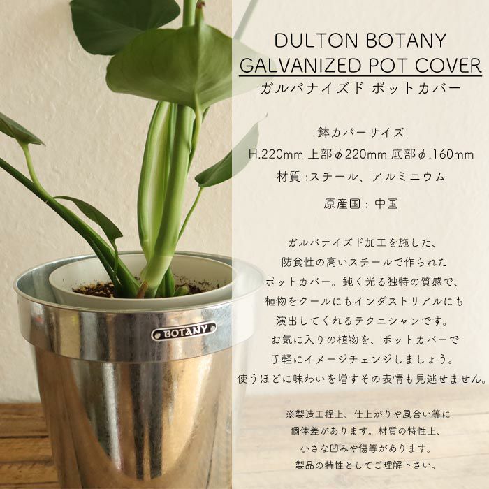 観葉植物 モンステラ 6号鉢 ダルトン ガルバナイズドポットカバー FKTK