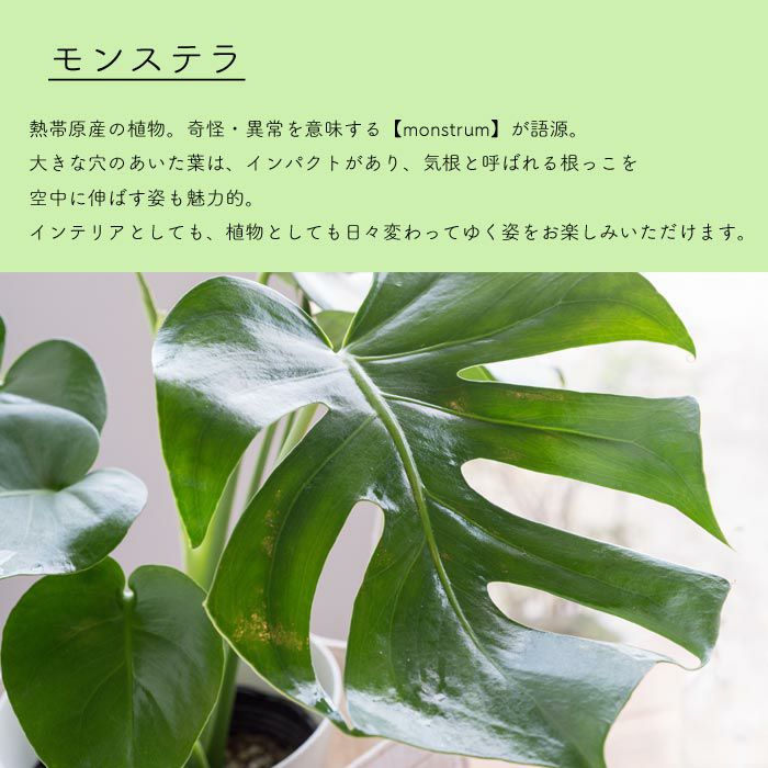 観葉植物 モンステラ 6号鉢 ダルトン ガルバナイズドポットカバー FKTK