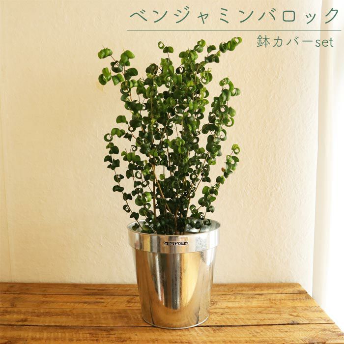 観葉植物 ベンジャミンバロック6号鉢 ダルトン ガルバナイズドポットカバー