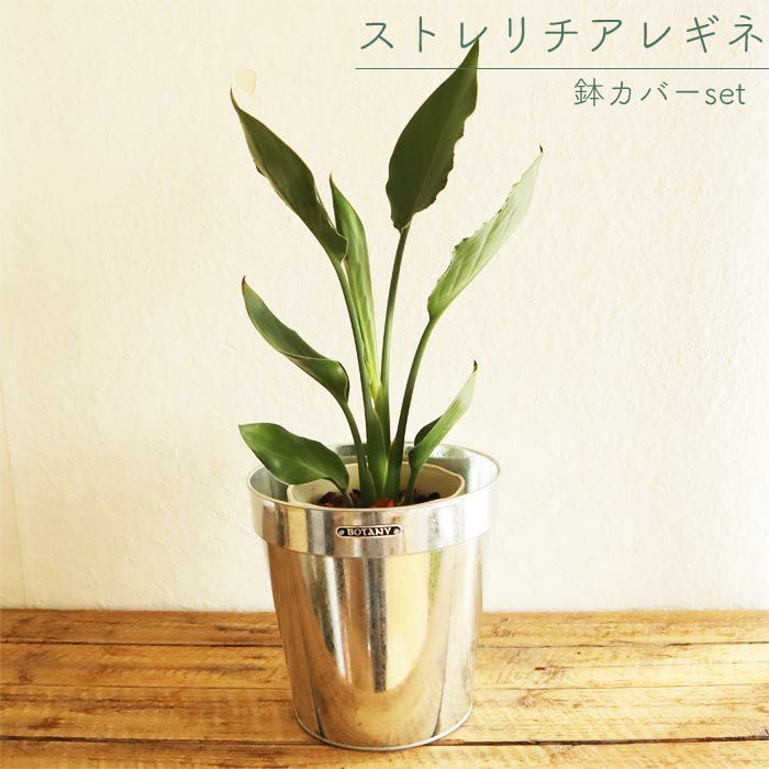 ストレリチアレギネ