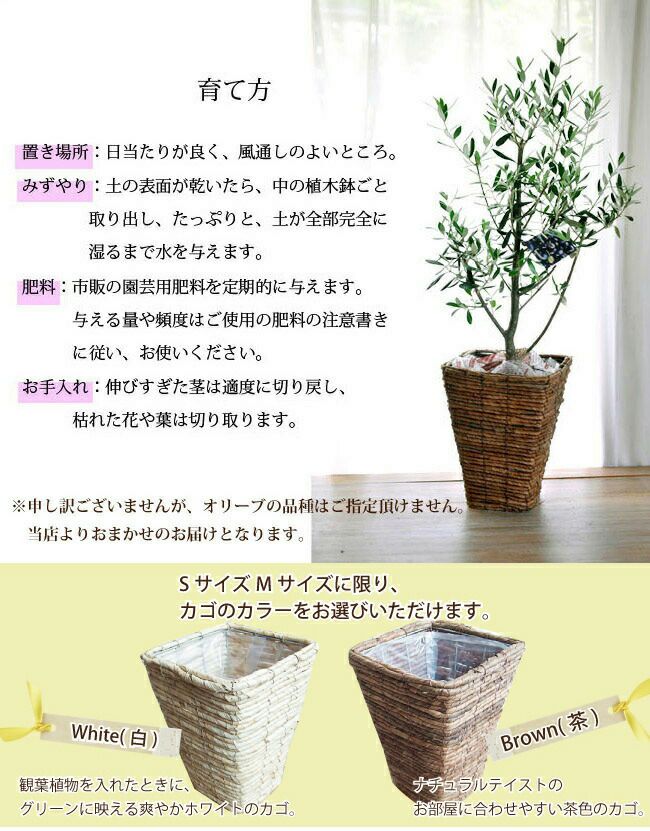 観葉 オリーブの木オリーブ 5号鉢 選べる鉢カバー FKTK | Flower