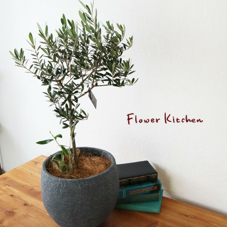 観葉 オリーブの木品種おまかせ オリーブ 6号鉢 イノルガニックボウル