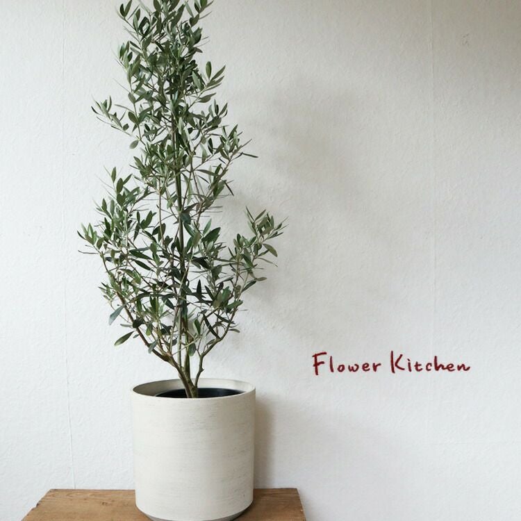 観葉植物 オリーブの木 8号鉢