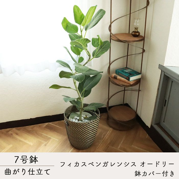 観葉 曲がり仕立て フィカス ベンガレンシス オードリー 7号 北欧