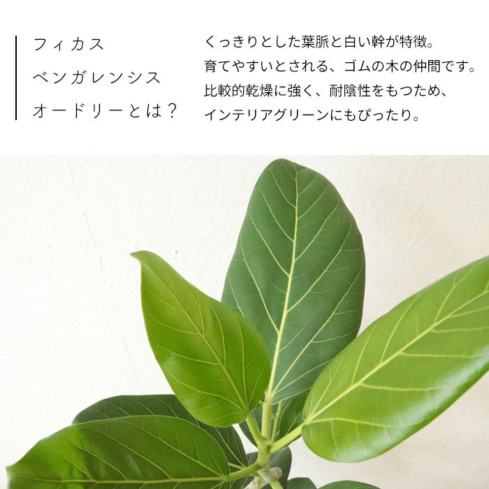観葉 曲がり仕立て フィカス ベンガレンシス オードリー 7号 北欧