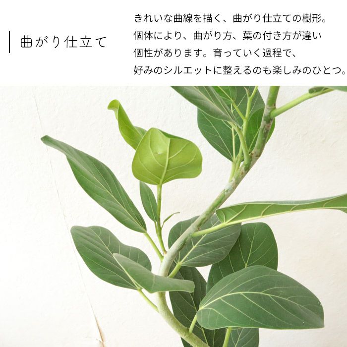 観葉 曲がり仕立て フィカス ベンガレンシス オードリー 7号 北欧
