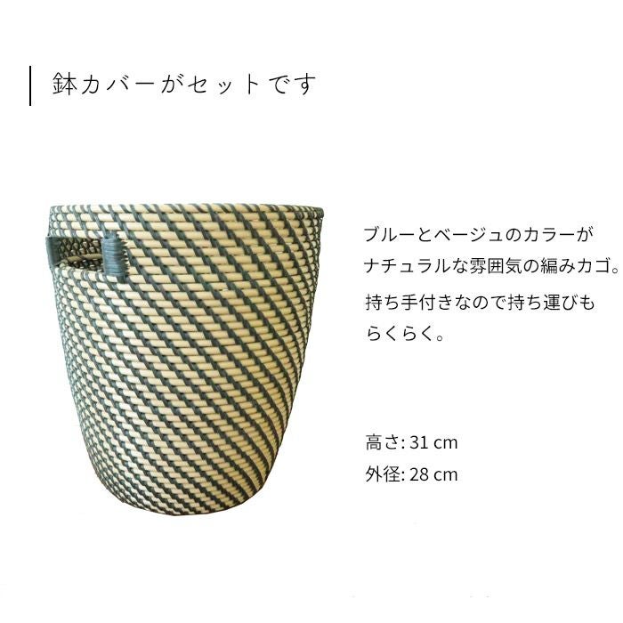 観葉 曲がり仕立て フィカス ベンガレンシス オードリー 7号 北欧