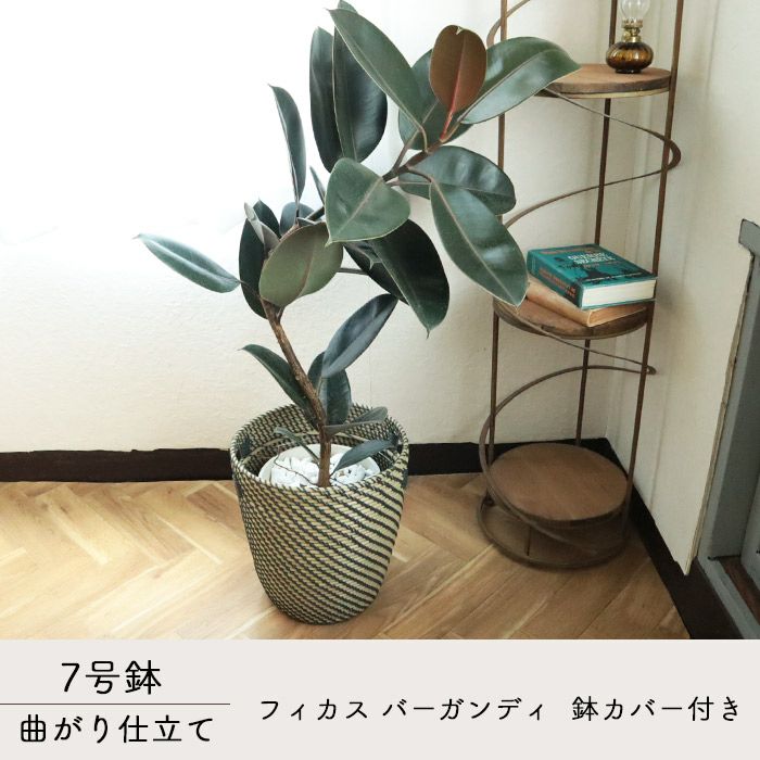 観葉 曲がり仕立て フィカス バーガンディ 7号 北欧スタイル
