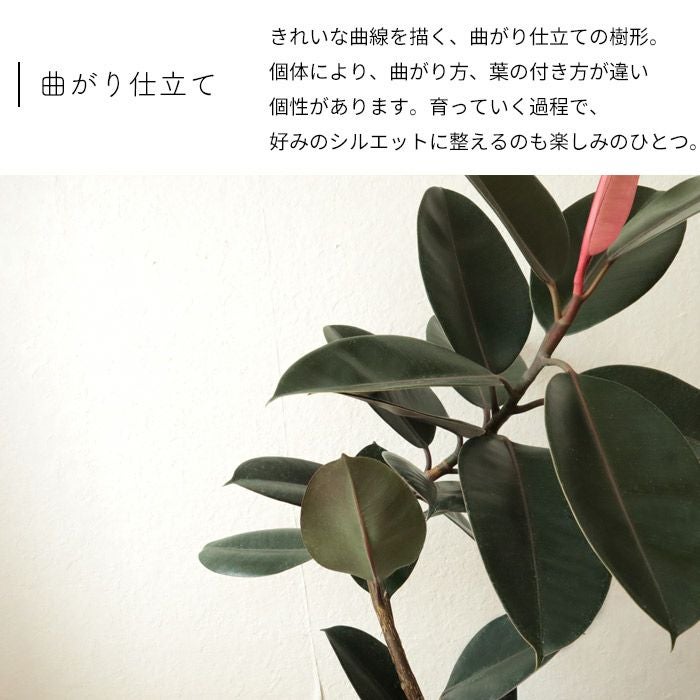 観葉 曲がり仕立て フィカス バーガンディ 7号 北欧スタイル