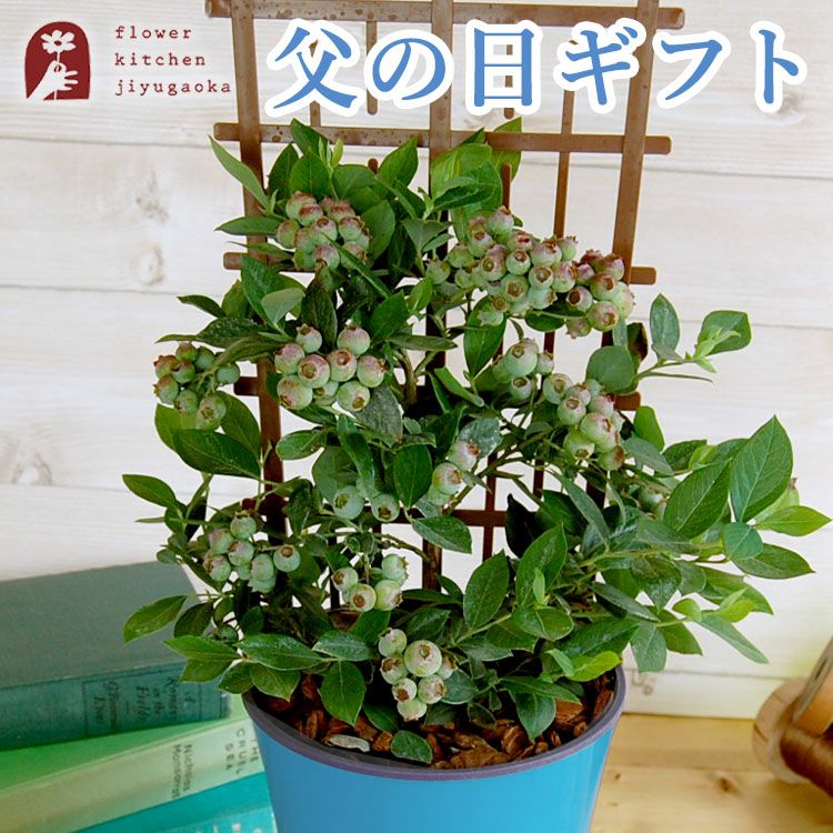 父の日限定ギフト ブルーベリー鉢植え 5号鉢