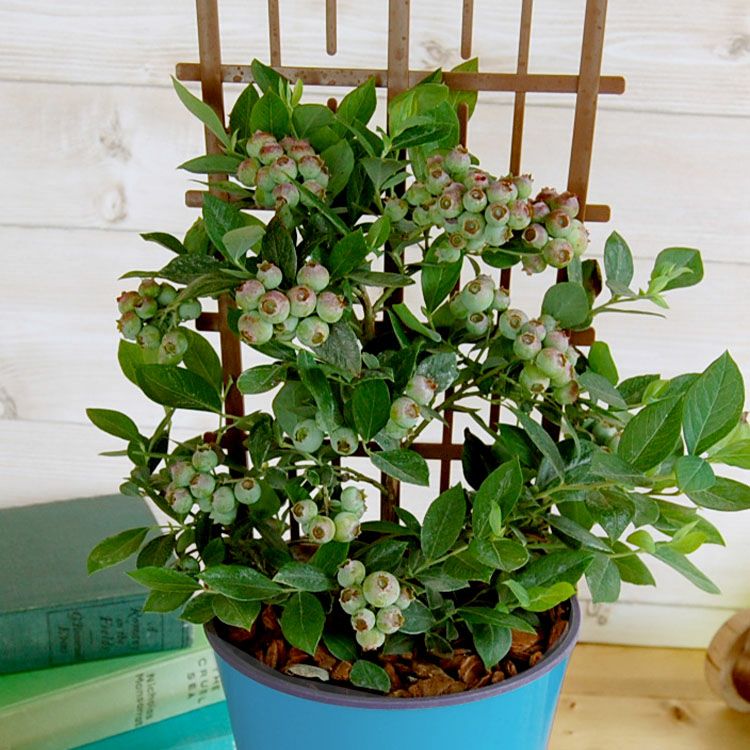 ブルーベリー鉢植え 5号鉢 