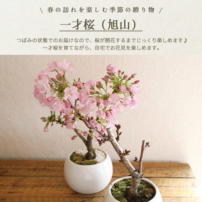 季節の盆栽 京都産 一才桜の鉢物 旭山桜 盆栽 FKTK