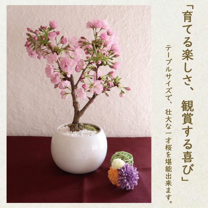 季節の盆栽】 京都産 一才桜の鉢物 旭山桜 盆栽 FKTK | Flower Kitchen