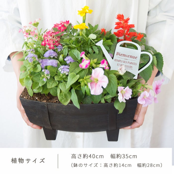 季節のお花の寄せ植え 花苗6種 タル型鉢 丸型鉢 プランター FKRSL