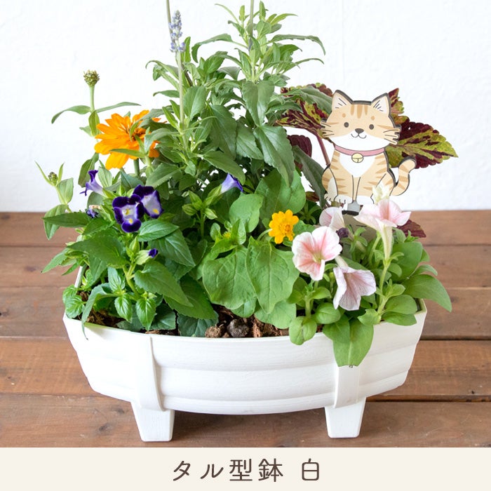 季節のお花の寄せ植え 花苗6種 タル型鉢 丸型鉢 プランター FKRSL