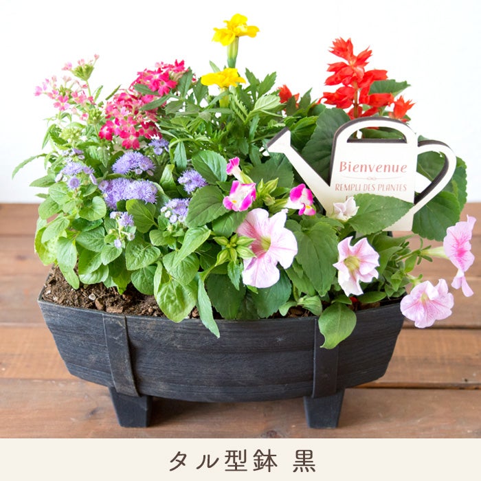 季節のお花の寄せ植え 花苗6種 タル型鉢 丸型鉢 プランター FKRSL