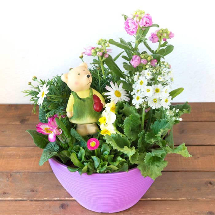 季節のお花の寄せ植え 花苗6種 タル型鉢 丸型鉢 プランター FKRSL