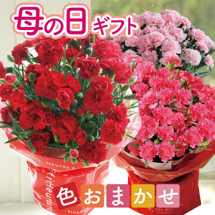早着カーネーション（5/1-5/4お届け）
