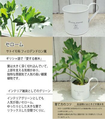 セローム 3.5号×ブリキカップ