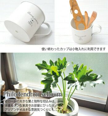 セローム 3.5号×ブリキカップ