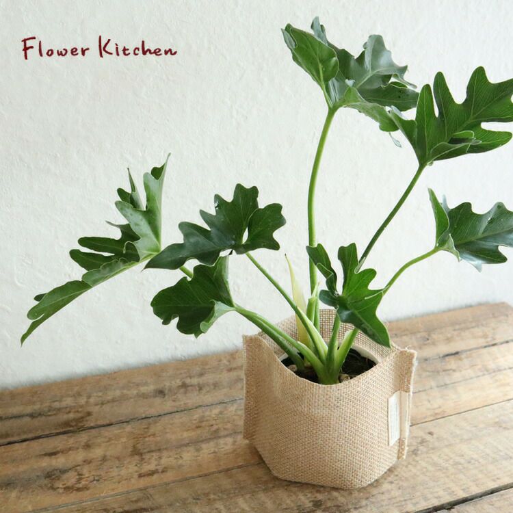 フィロデンドロン セローム 3.5号 麻袋つき 観葉植物 観葉植物 鉢植え