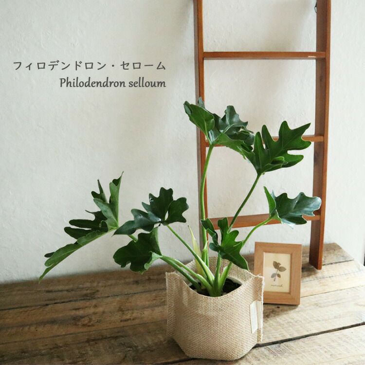 フィロデンドロン セローム 3.5号 麻袋つき 観葉植物 観葉植物 鉢植え
