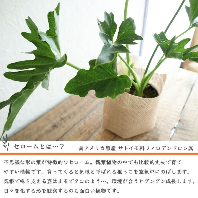 フィロデンドロン セローム3.5号麻袋つき