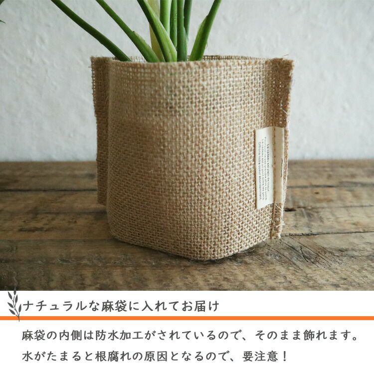 フィロデンドロン セローム3.5号麻袋つき