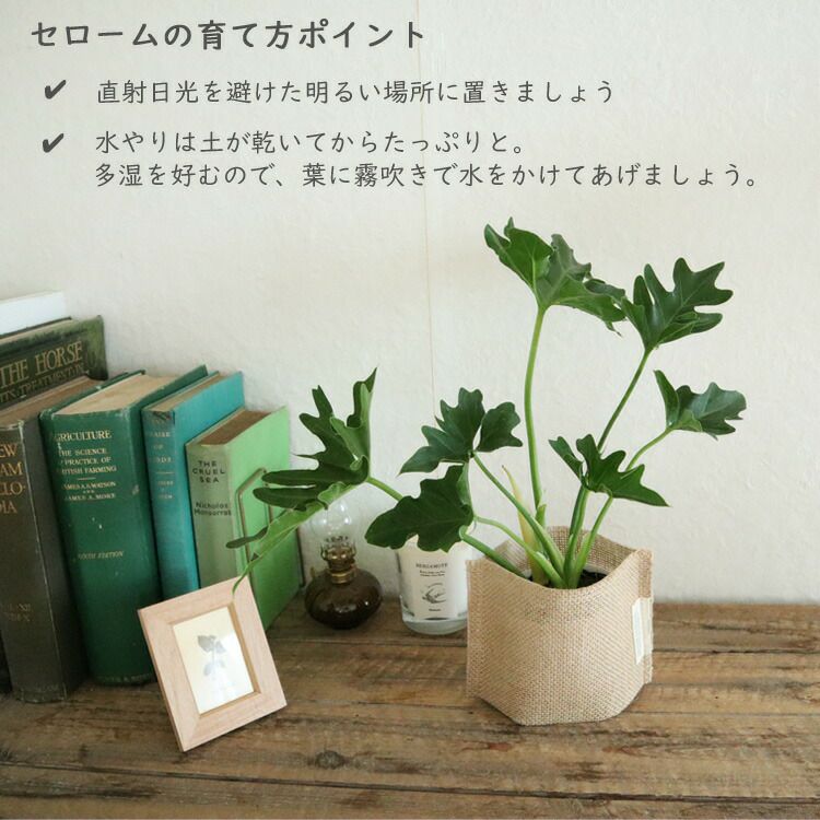フィロデンドロン セローム3.5号麻袋つき