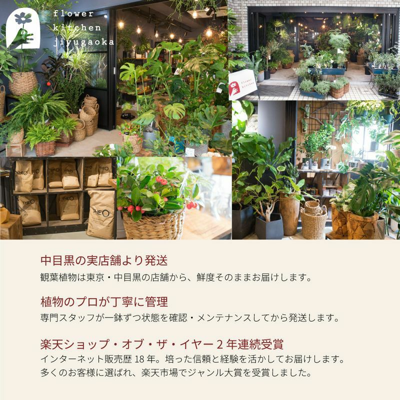 フィカス+カゴ 観葉植物 中目黒店より直送 | Flower Kitchen JIYUGAOKA