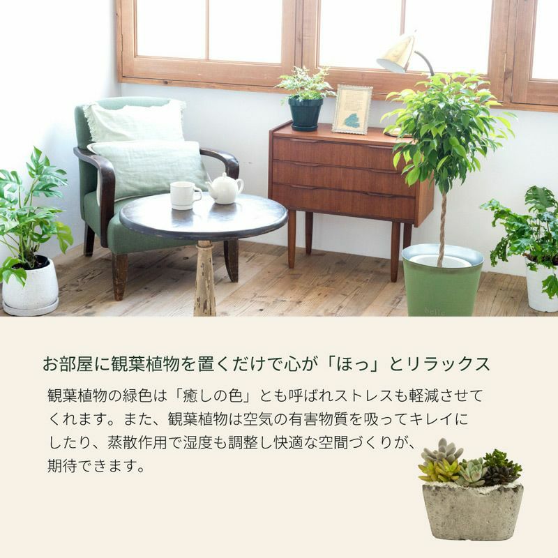 ベンジャミンバロック 観葉植物 中目黒店より直送 | Flower Kitchen