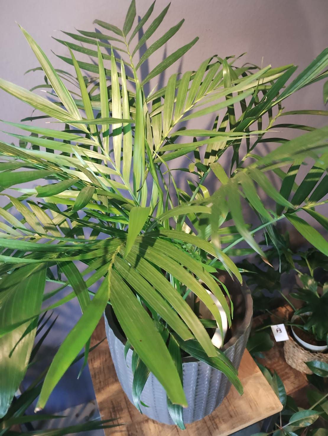 メキシコケンチャヤシ 観葉植物 中目黒店より直送 | Flower Kitchen