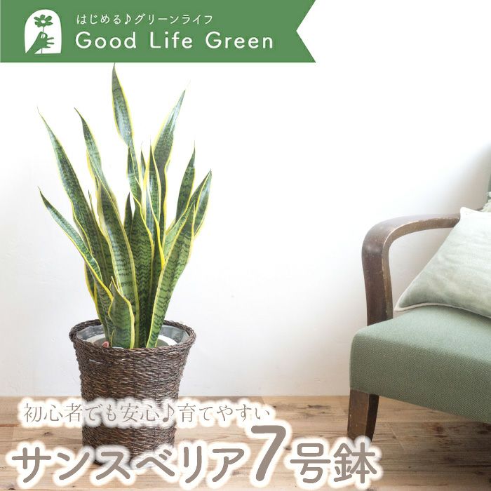 観葉植物 サンスベリア7号鉢 おまかせカゴ