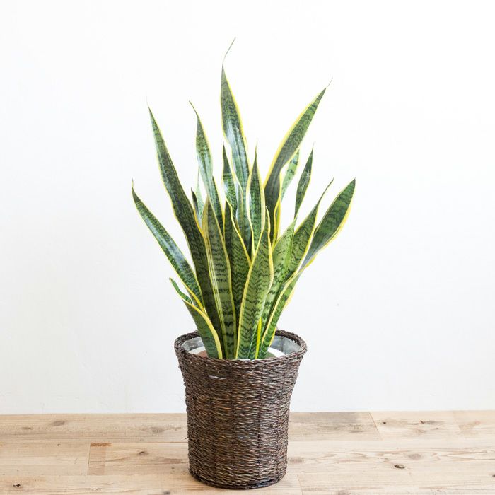 観葉植物 サンスベリア7号鉢 おまかせカゴ FKTK | Flower Kitchen