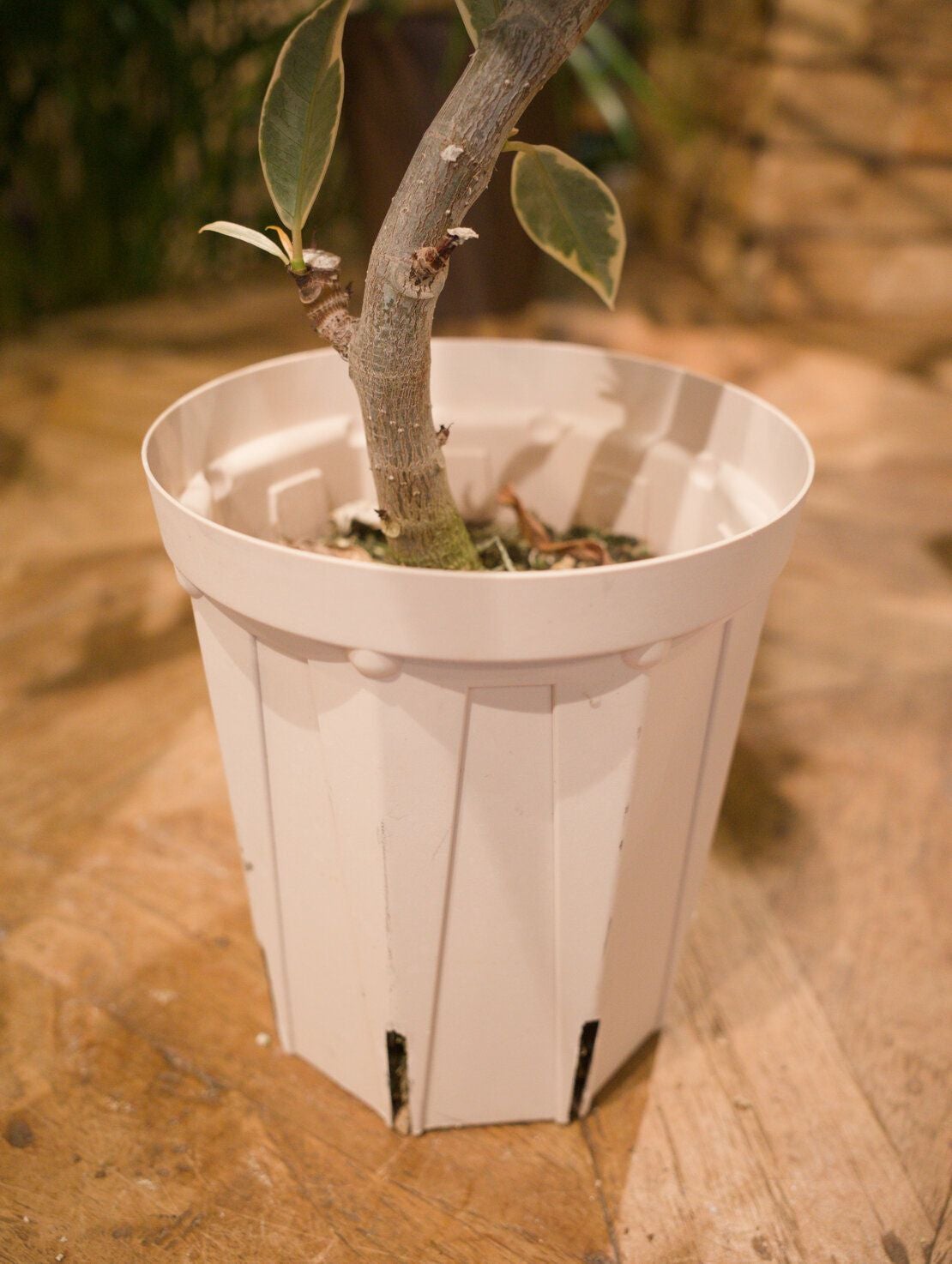 【受け渡し予定あり】観葉植物✳︎フィカス フィカス・ティネケ(見計らい品) 観葉植物 中目黒店より直送 | Flower