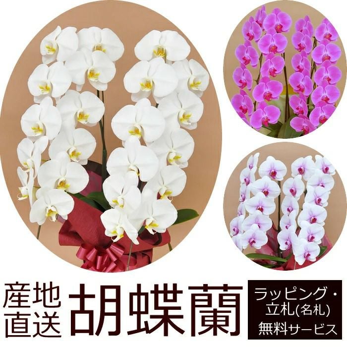 胡蝶蘭の鉢植え【2本立て22輪以上】【ヤマト運輸でお届け】【画像配信