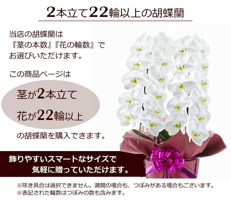 胡蝶蘭の鉢植え【2本立て22輪以上】【ヤマト運輸でお届け】【画像配信