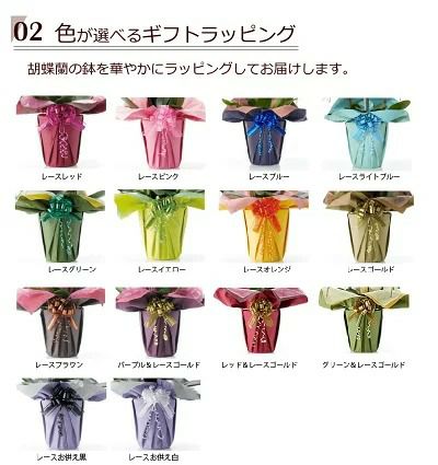胡蝶蘭の鉢植え【2本立て22輪以上】【ヤマト運輸でお届け】【画像配信
