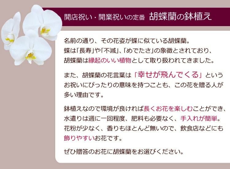 胡蝶蘭の鉢植え【2本立て22輪以上】【ヤマト運輸でお届け】【画像配信