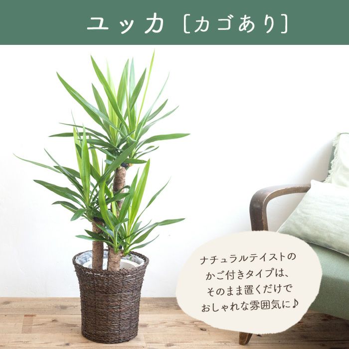 【特価】（1週間限定販売）ユッカ 観葉植物 2股株 特価】（1週間限定販売）ユッカ 観葉植物 2股株 観葉植物 ユッカ 10号