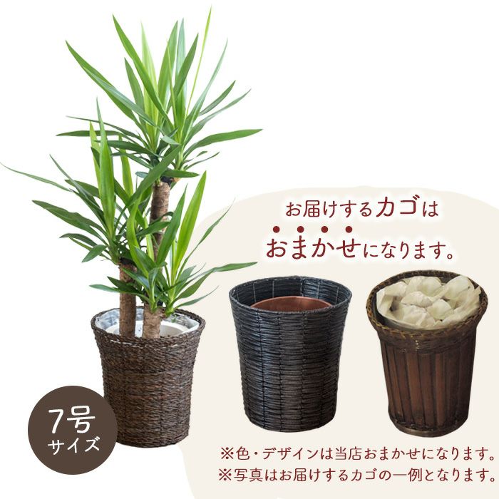 観葉植物 ユッカ7号鉢 おまかせカゴ FKTK | Flower Kitchen JIYUGAOKA