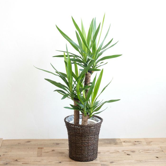 観葉植物 ユッカ7号鉢 おまかせカゴ FKTK | Flower Kitchen JIYUGAOKA