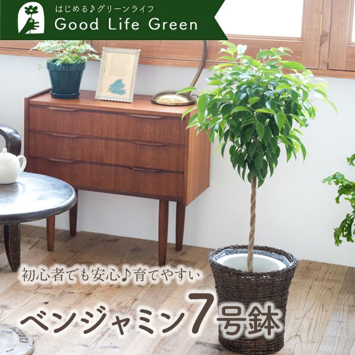 観葉植物 ベンジャミン7号鉢 おまかせカゴ