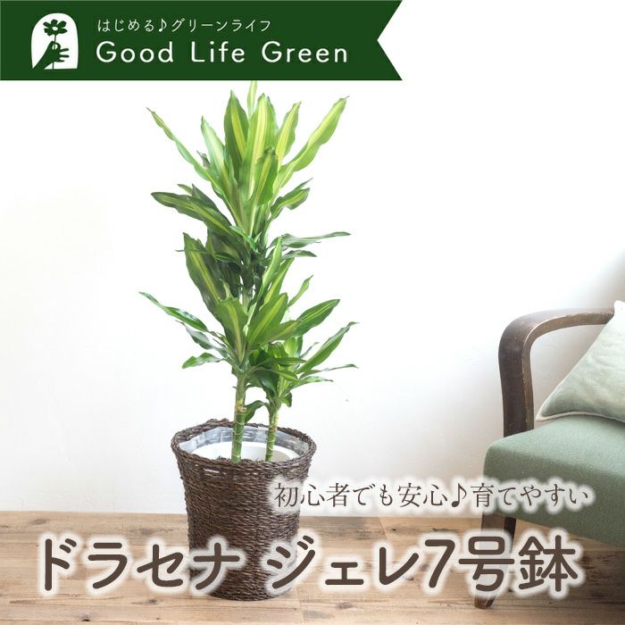 観葉植物 ドラセナジェレ7号鉢 おまかせカゴ