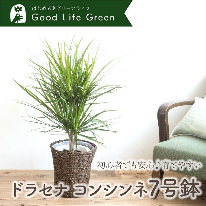 観葉植物 ドラセナコンシンネ7号鉢 おまかせカゴ FKTK | Flower