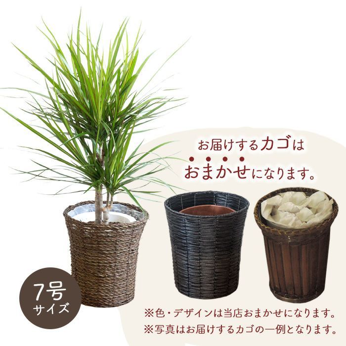観葉植物 ドラセナコンシンネ7号鉢 おまかせカゴ FKTK | Flower