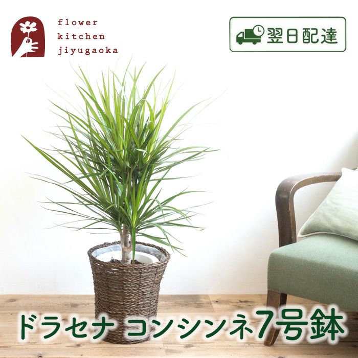 観葉植物 ドラセナコンシンネ7号鉢 おまかせカゴ FKTK | Flower